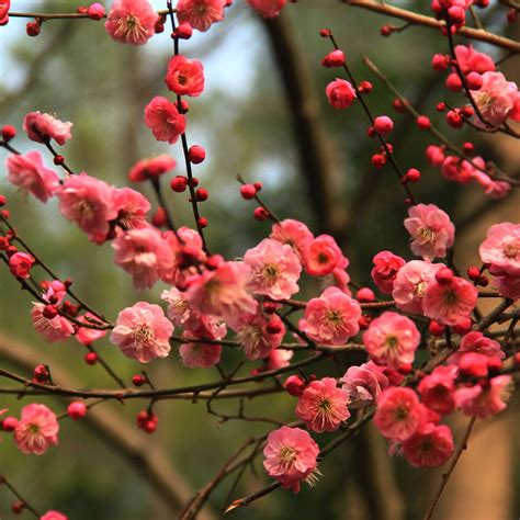 紅梅|红梅（梅花的一种）